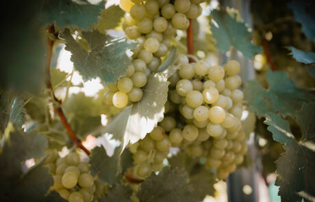 Weiße Weintrauben im Weingarten Gelbmann